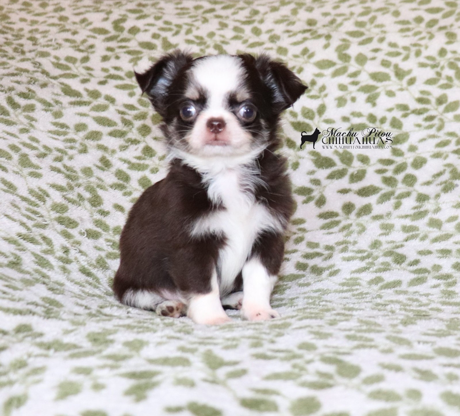 Wanda Chihuahua