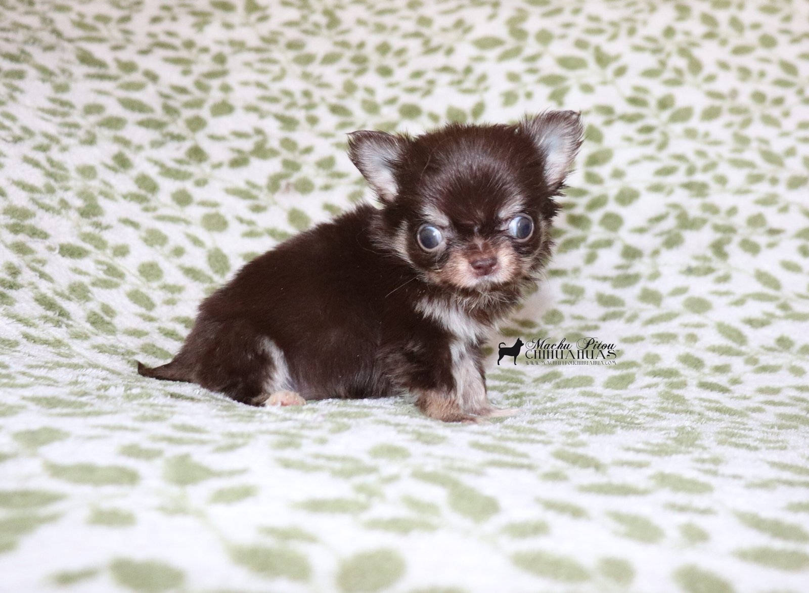 Zoey Chihuahua