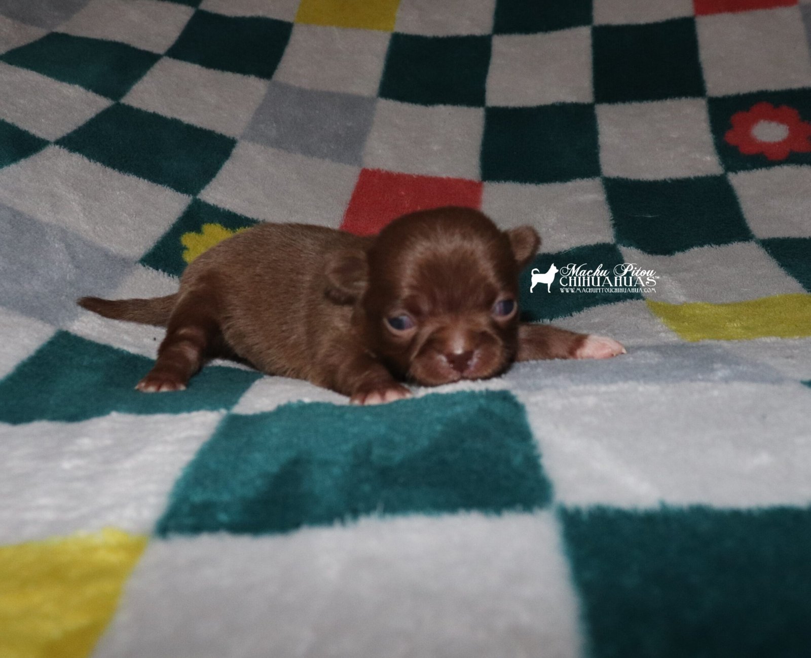 Churros 4 avril 2026 (7)