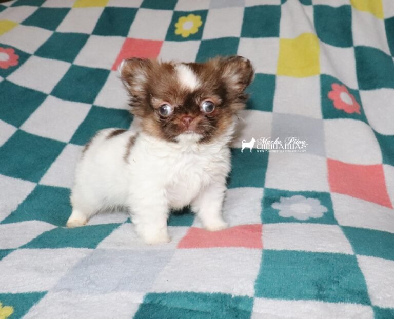 Chihuahua