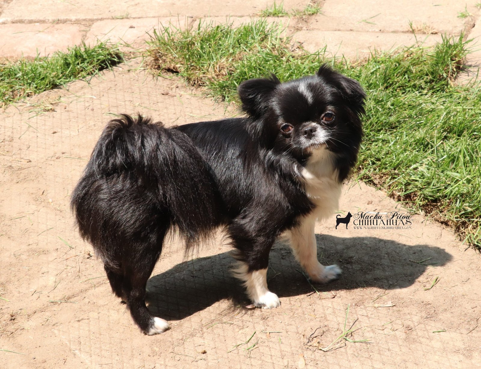 Chihuahua