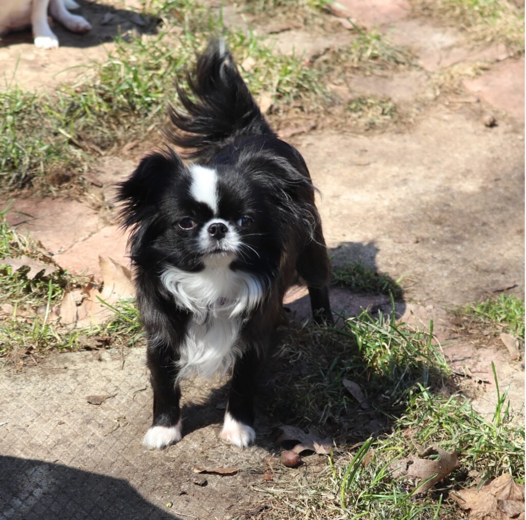Chihuahua