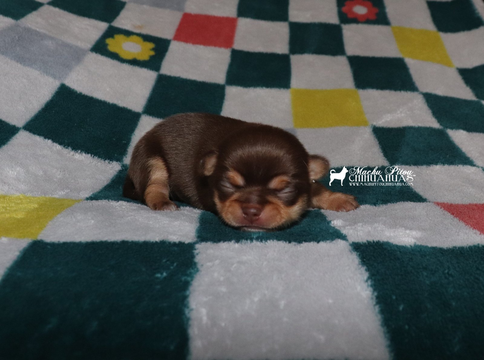 Chihuahua