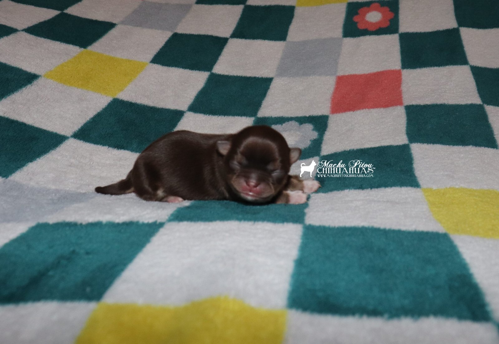 Chihuahua
