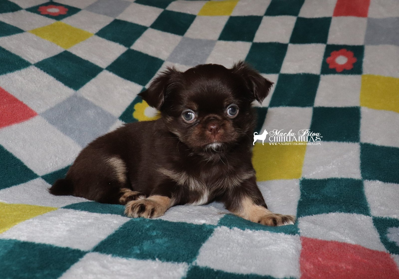 Chihuahua