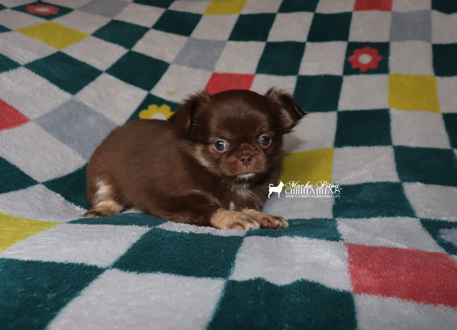 Chihuahua