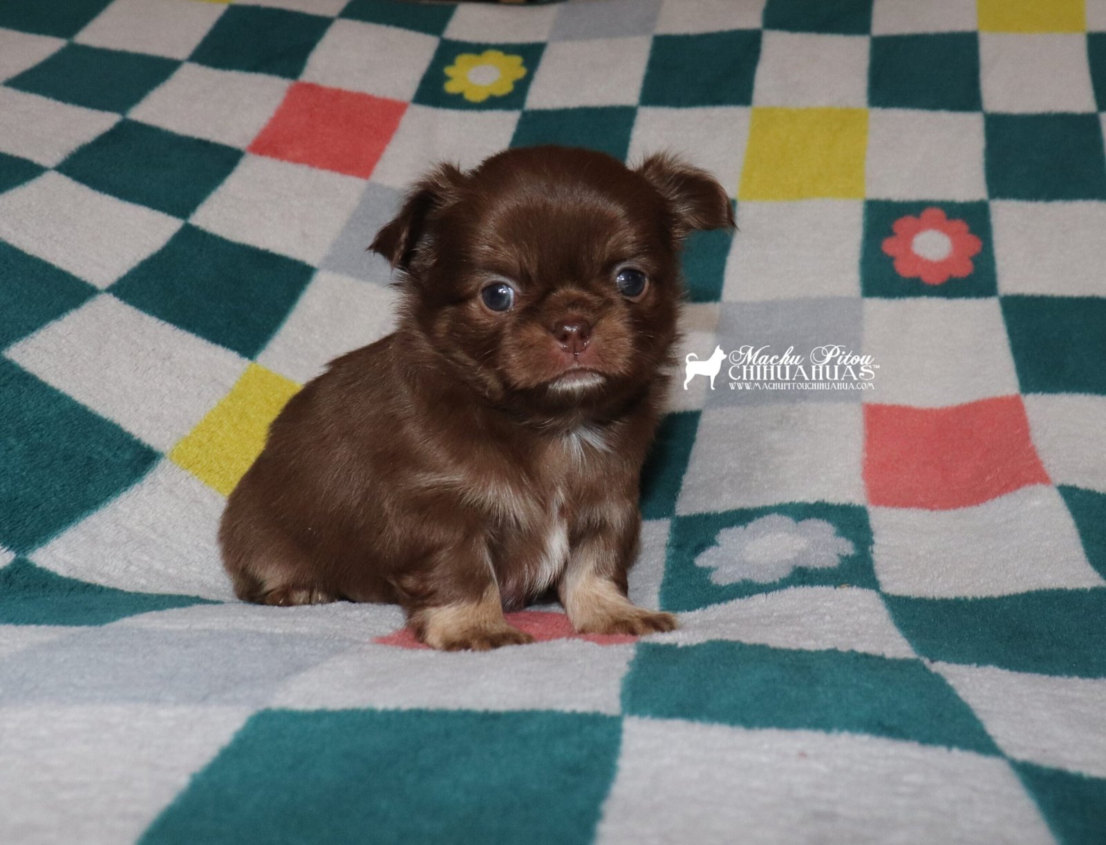 Chihuahua
