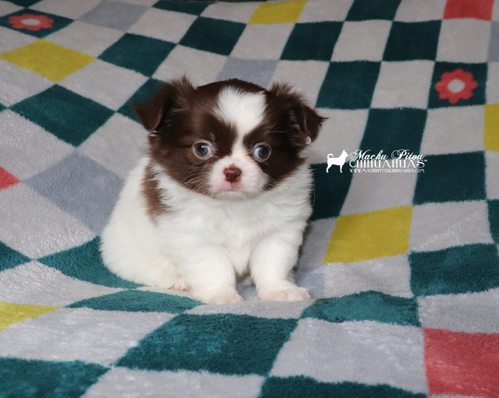 Chihuahua