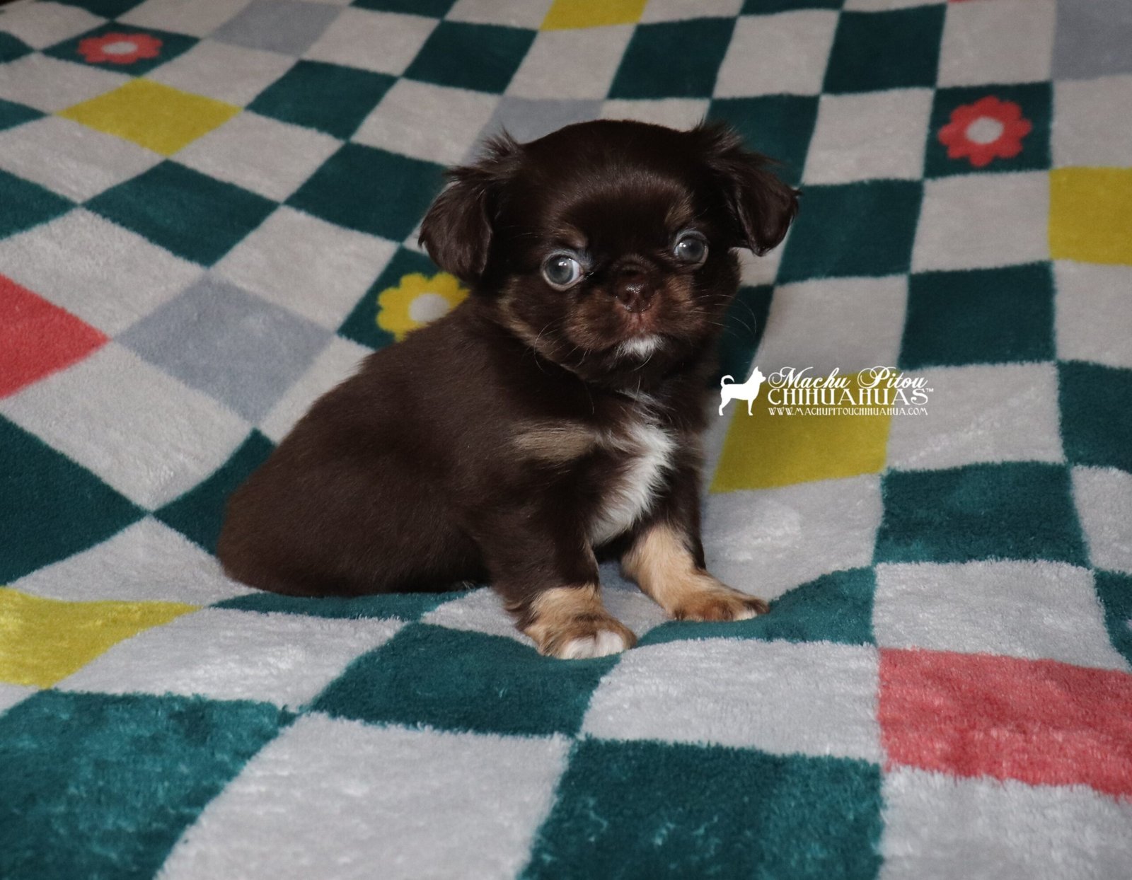Chihuahua