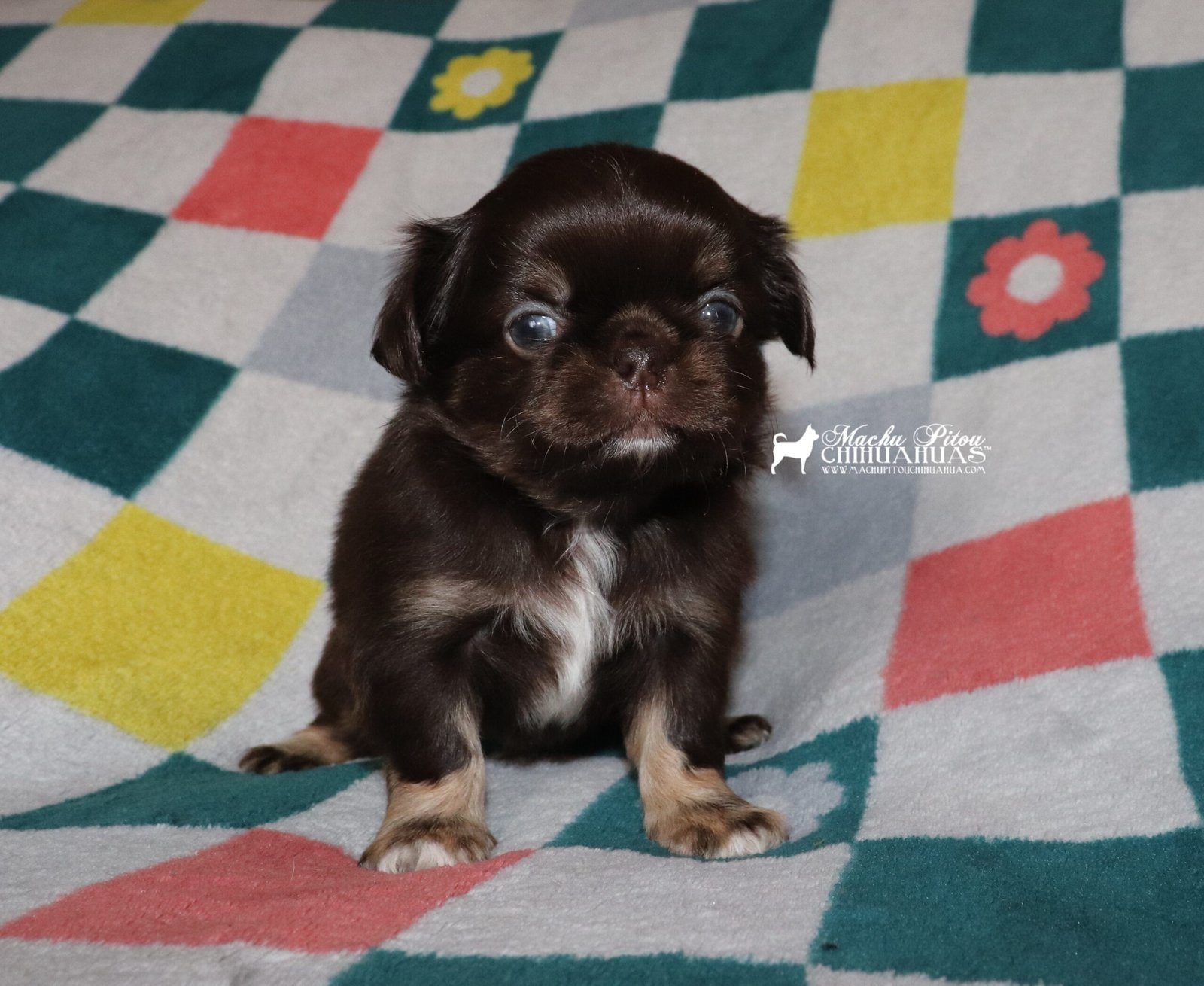Chihuahua
