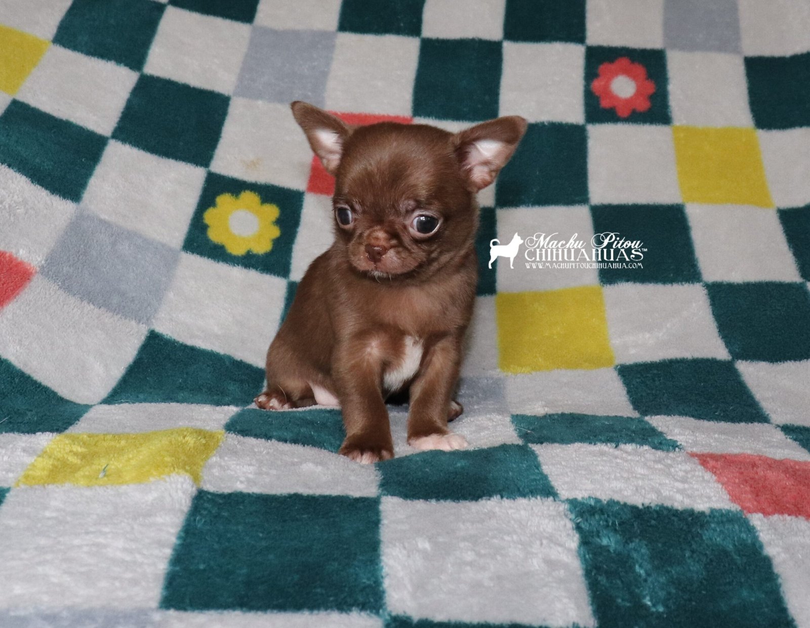 Chihuahuia