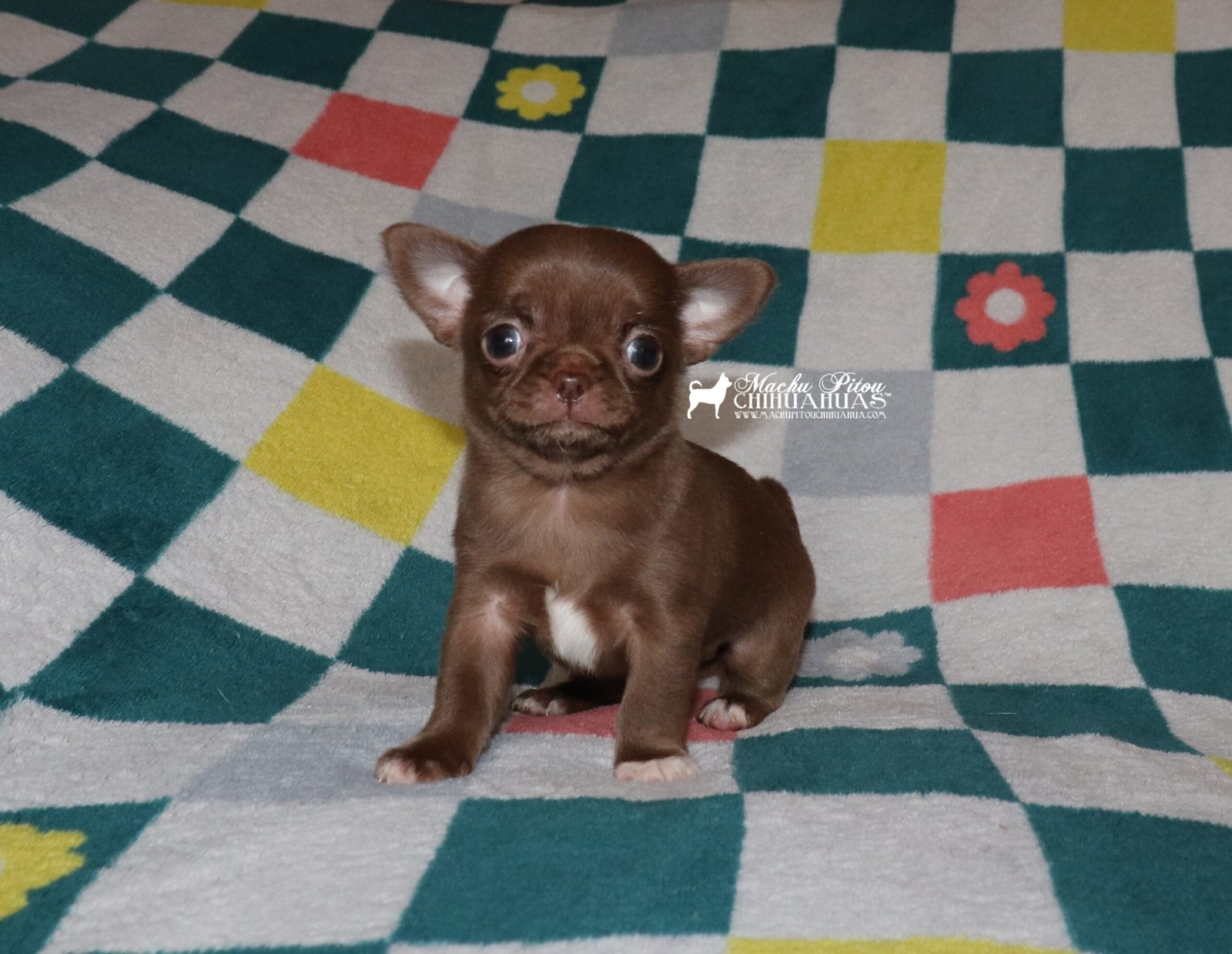 Chihuahua