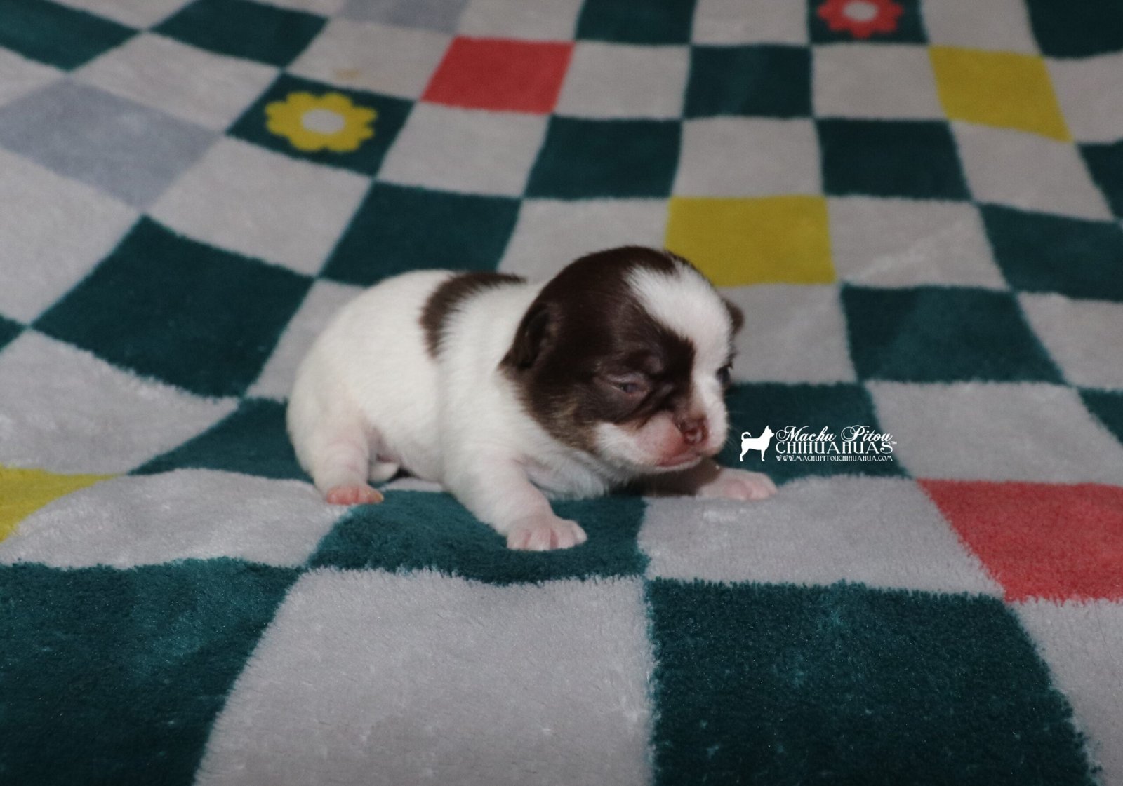 Chihuahua