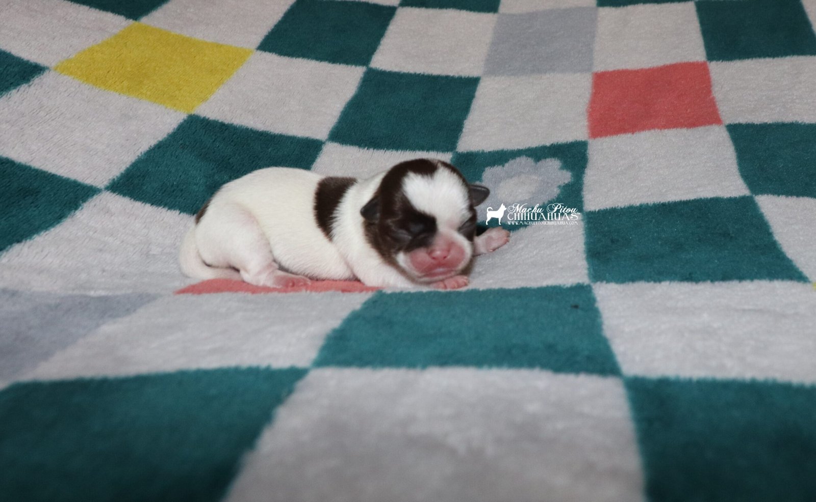 Chihuahua