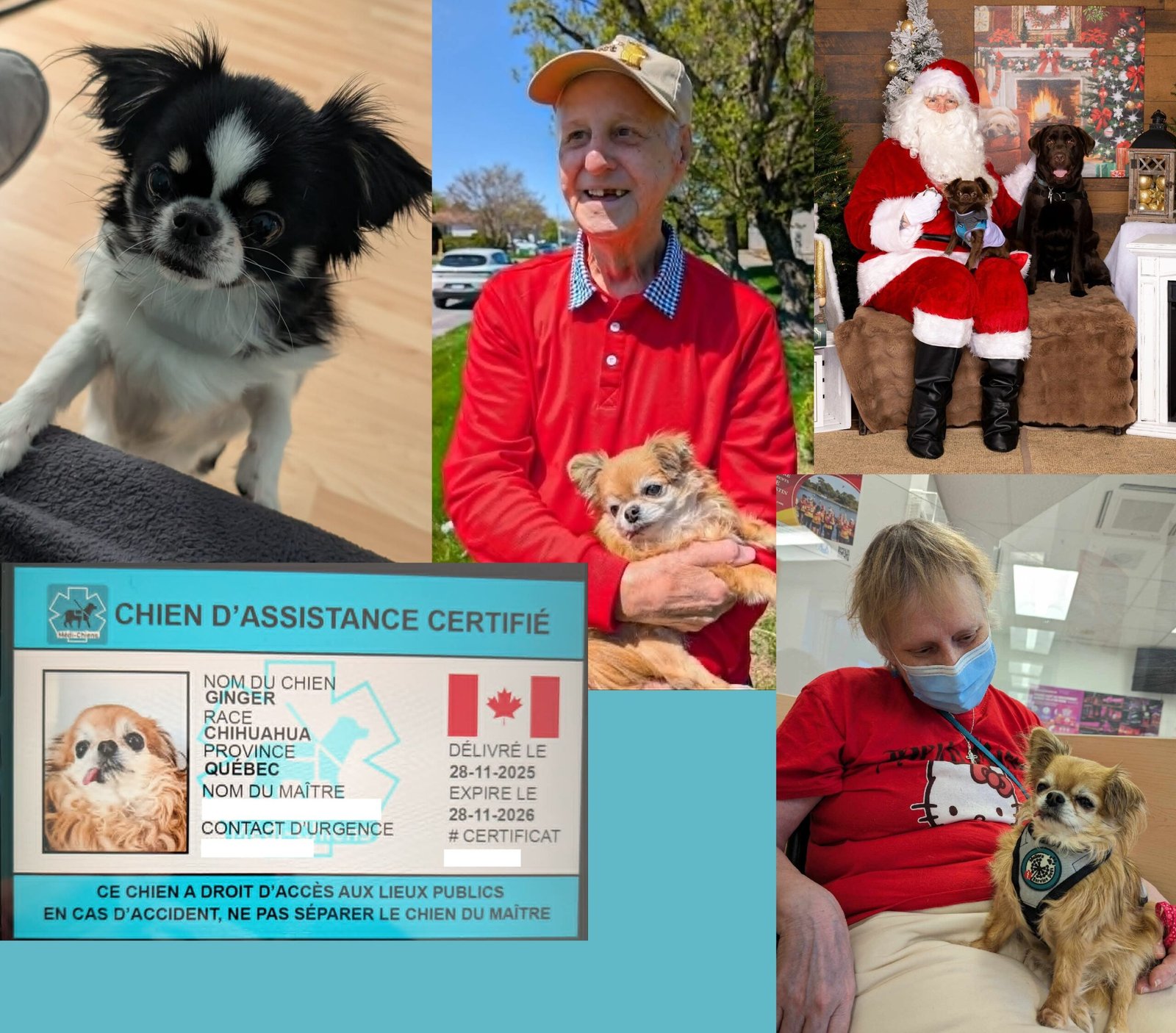 chihuahua
