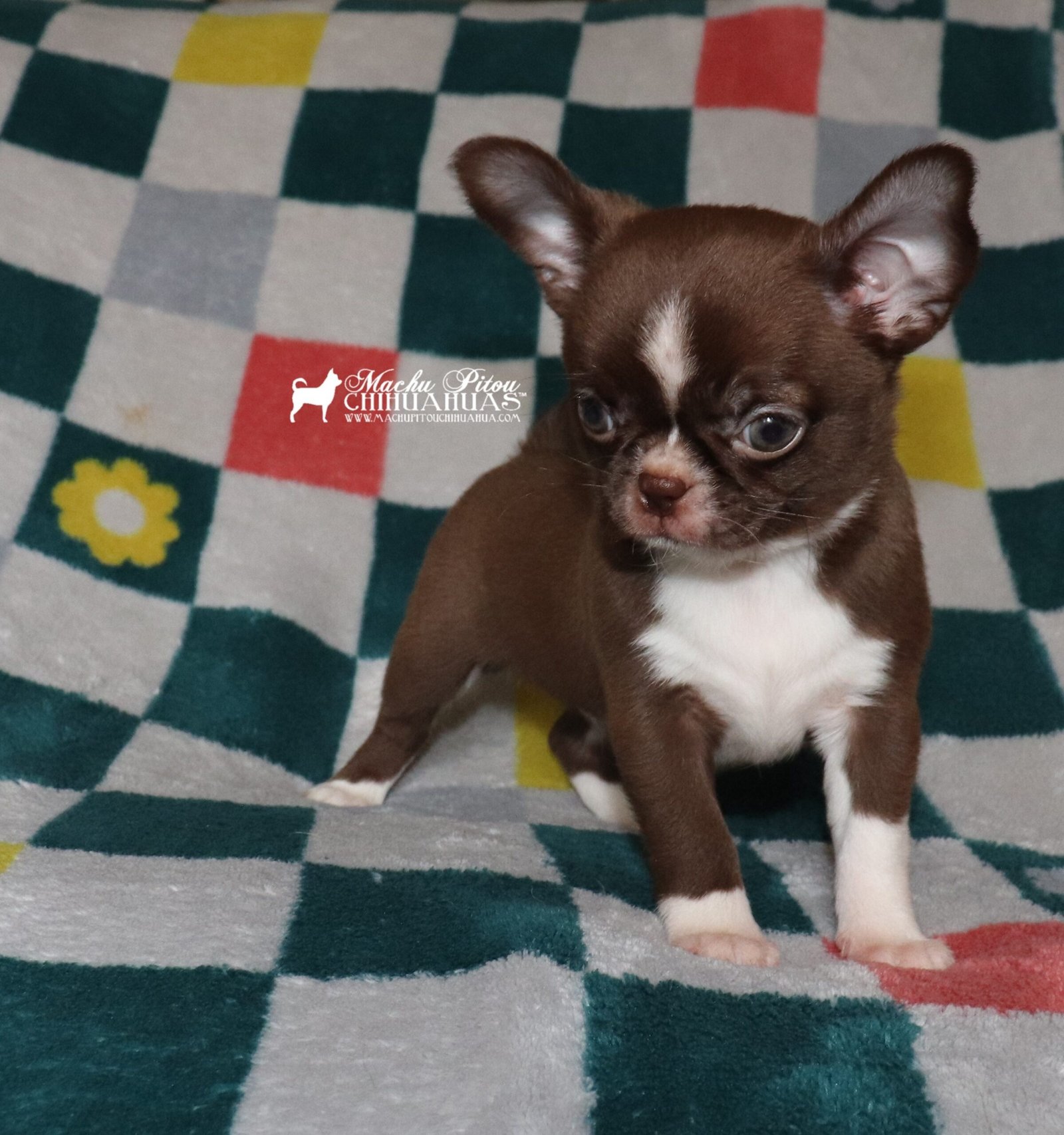 Chihuahua