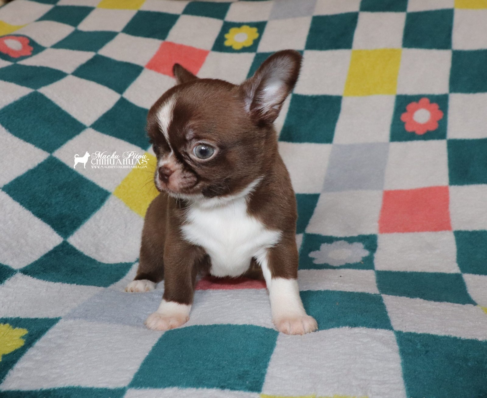 Chihuahua
