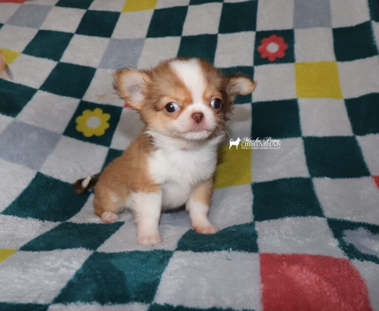 Chihuahua