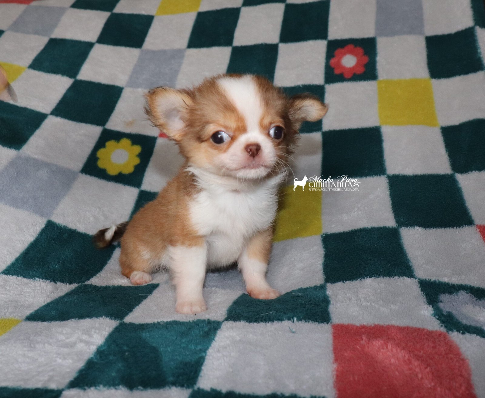 Chihuahua