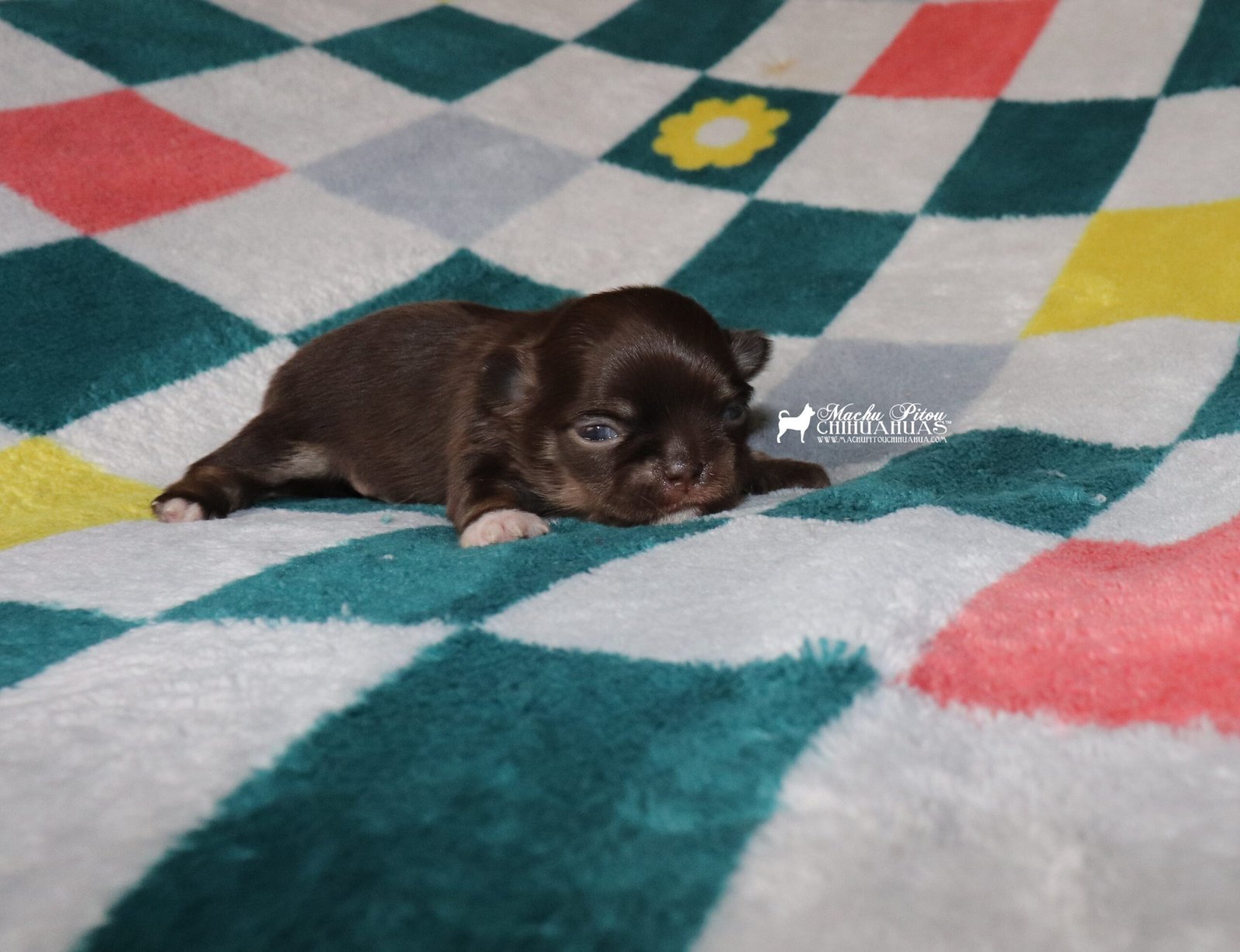 Chihuahua