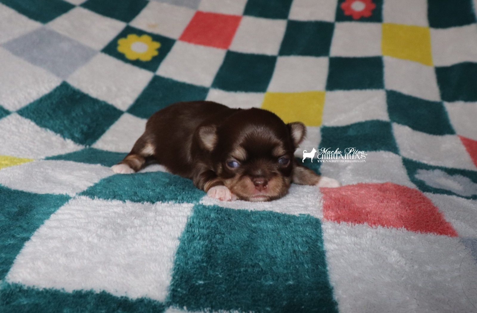Chihuahua
