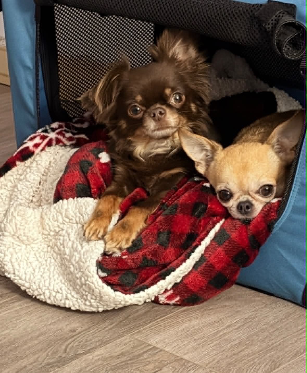 chihuahua