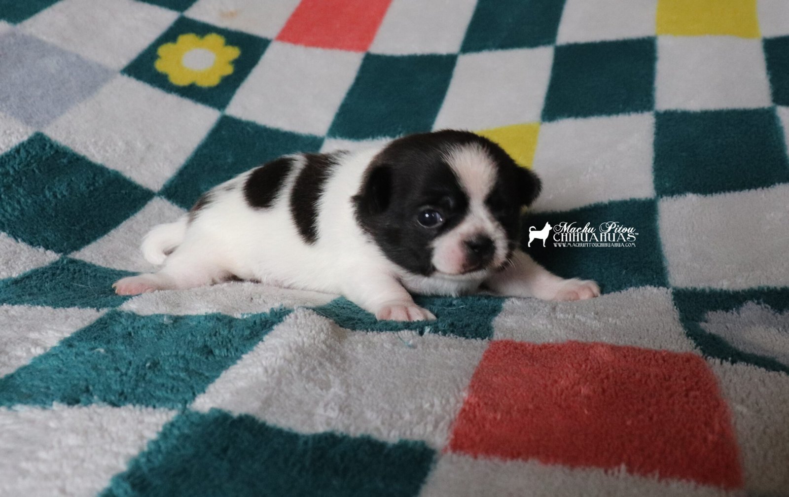 Chihuahua