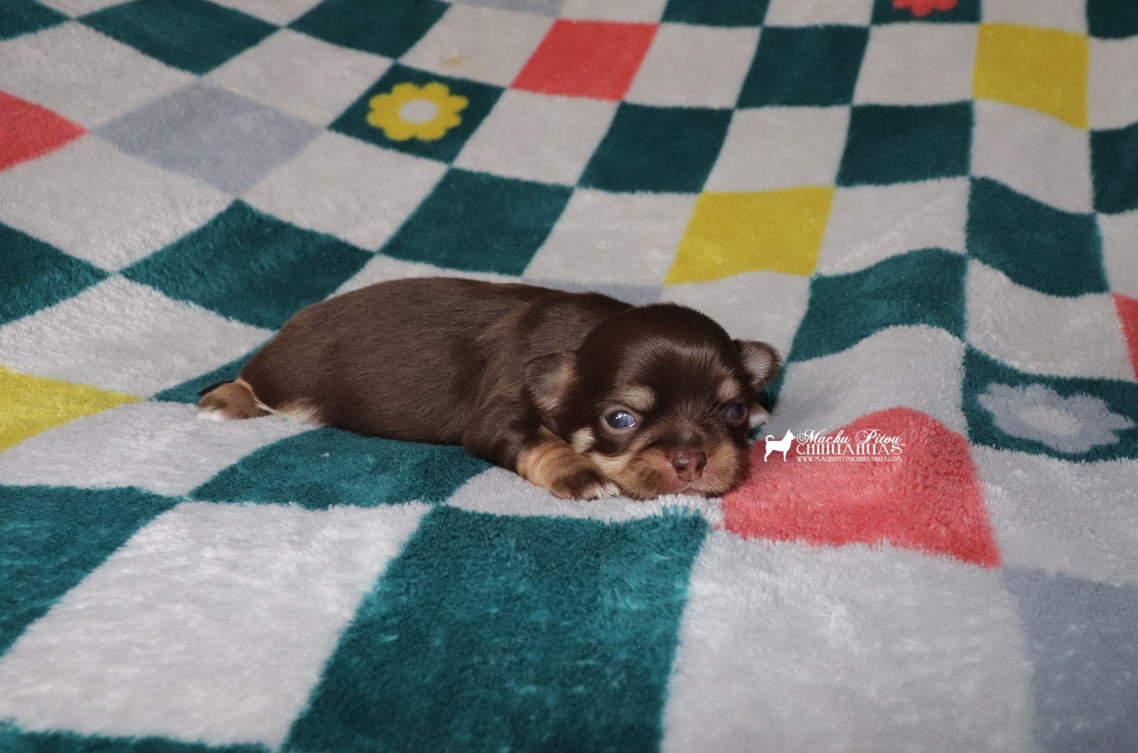 Chihuahua