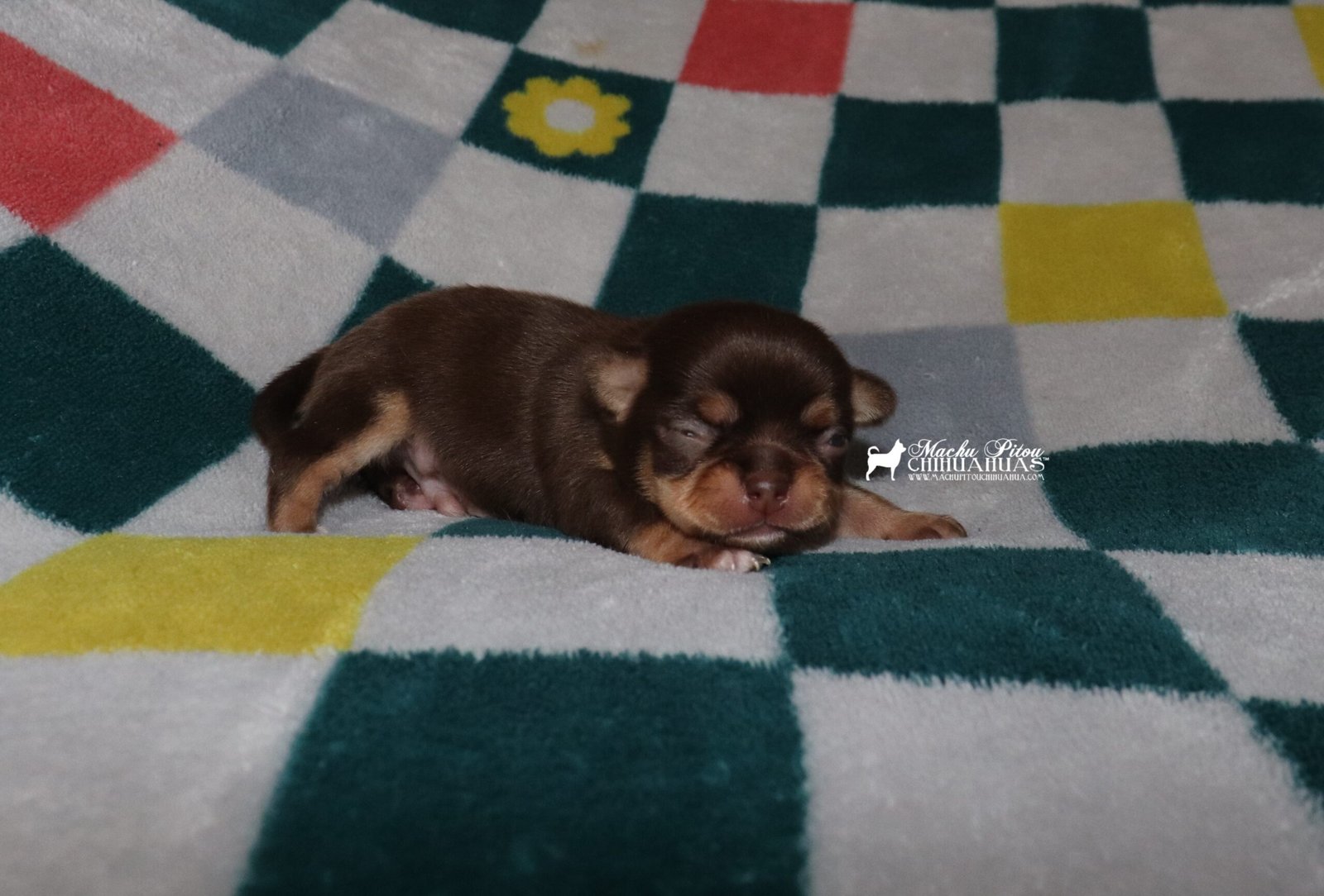 chihuahua