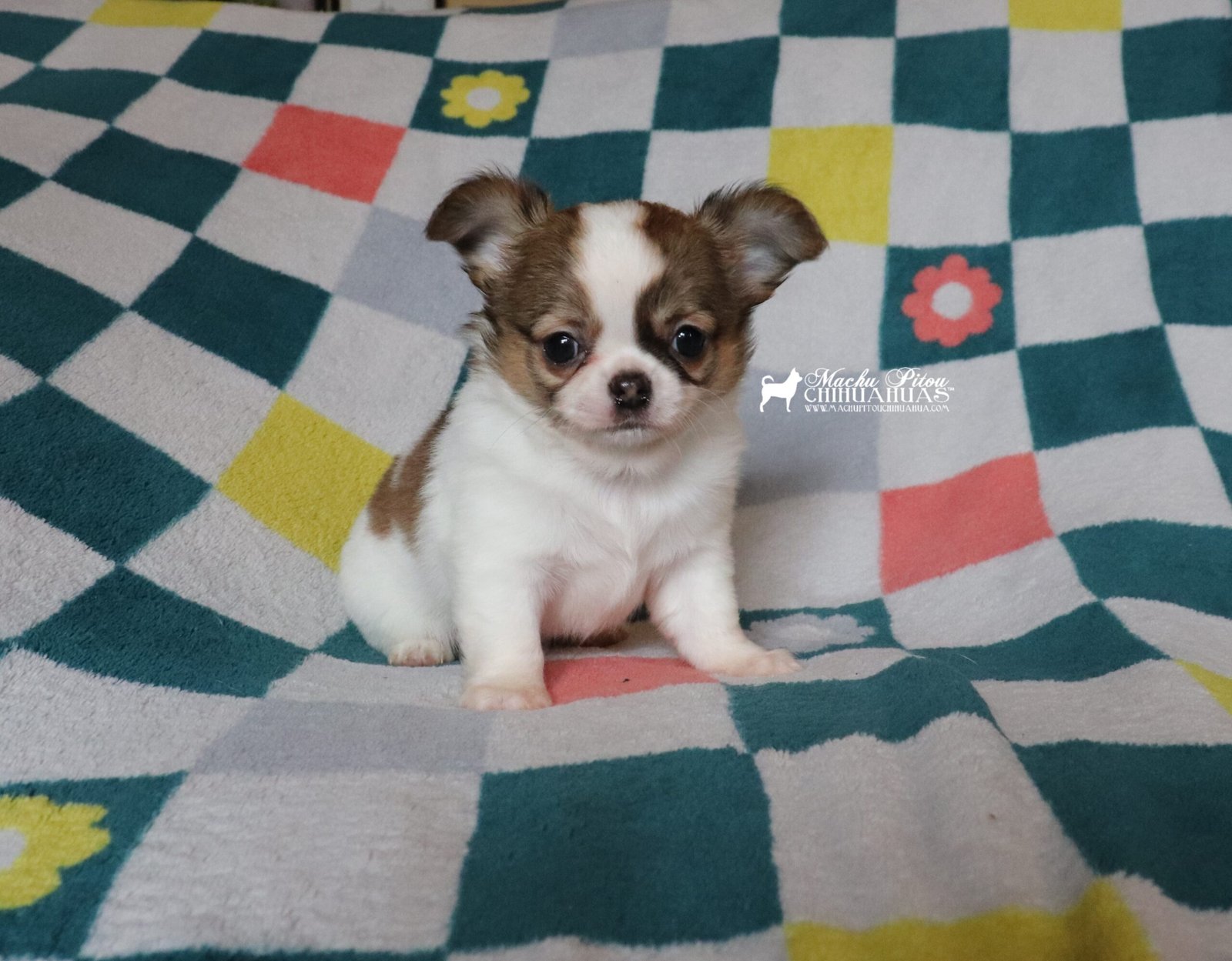 Chihuahua