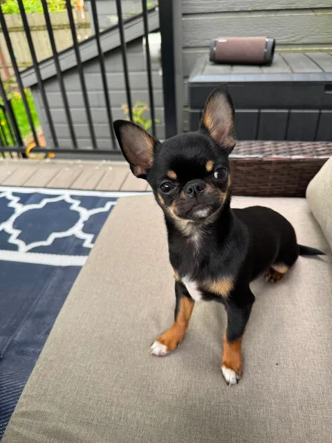 -Heidi-