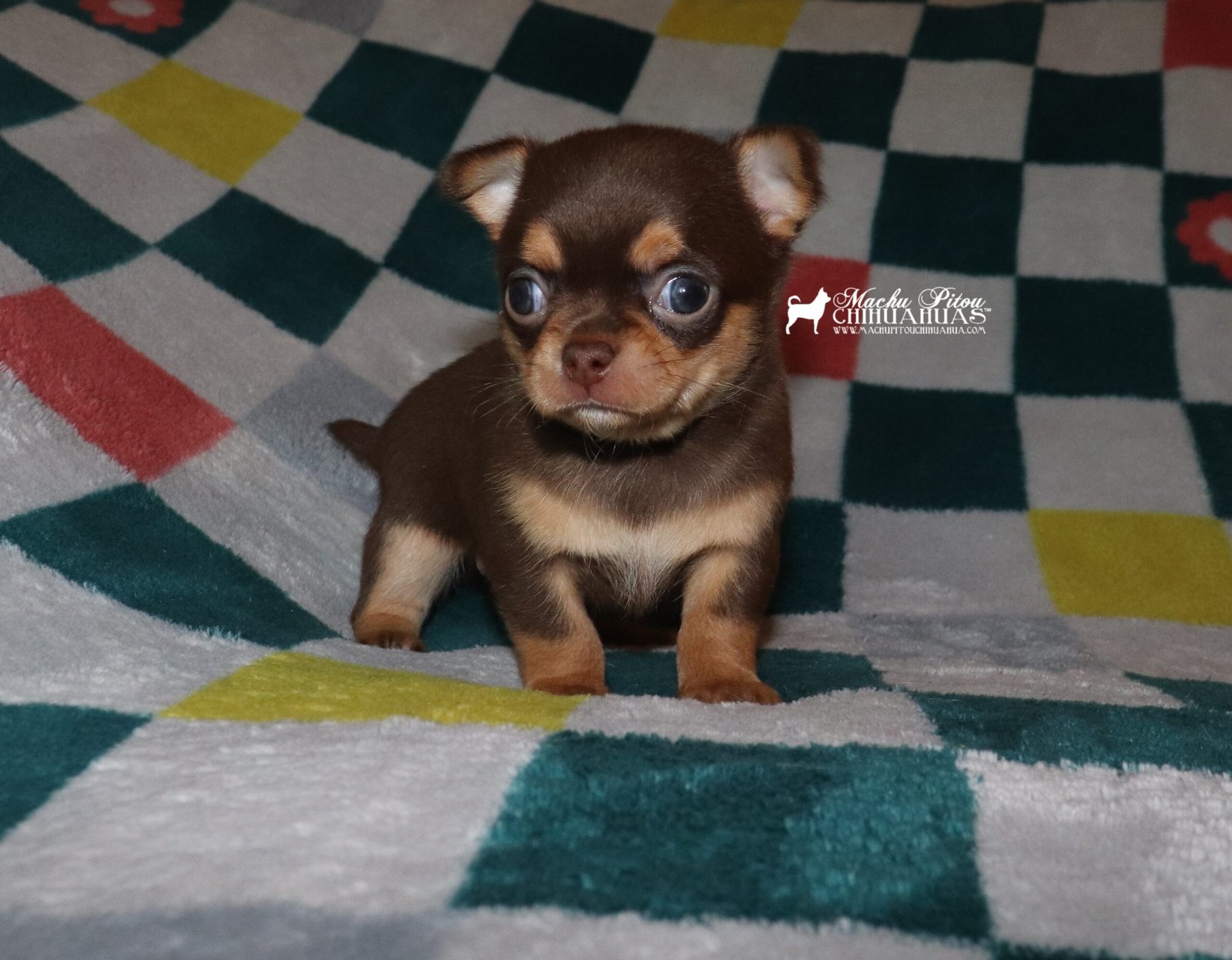 chihuahua