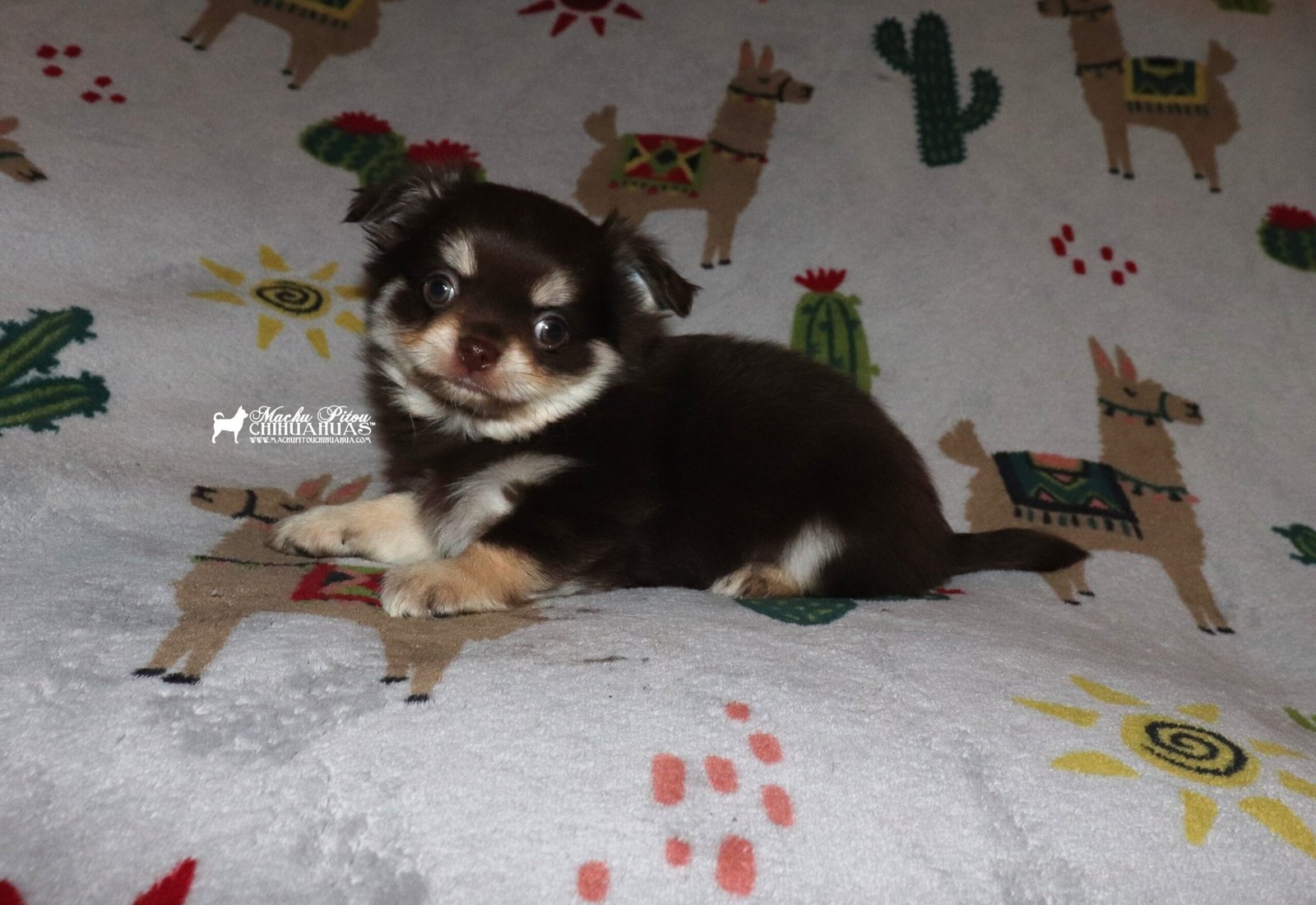 Chihuahua