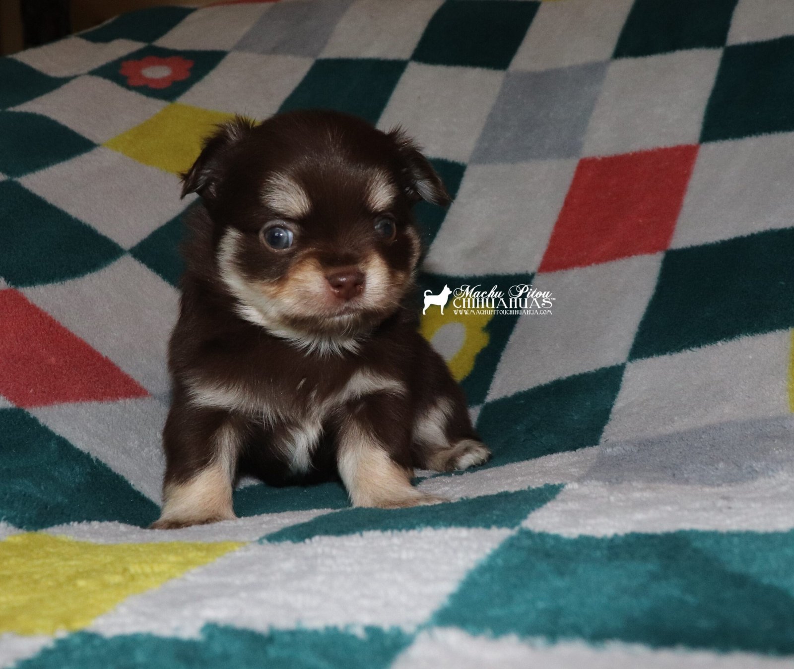 chihuahua