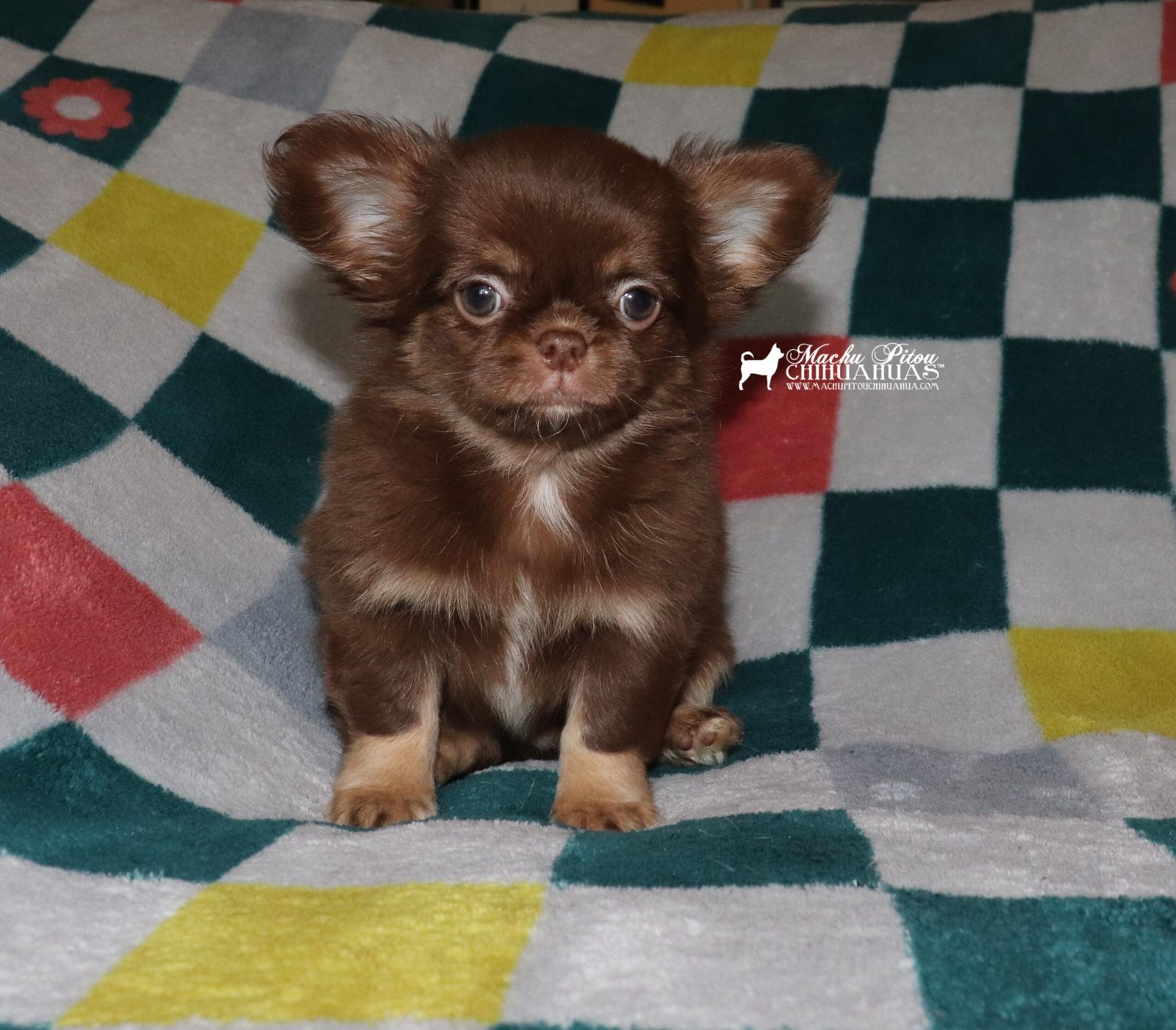 chihuahua