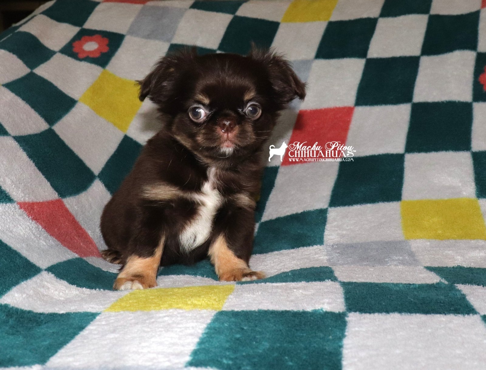 chihuahua