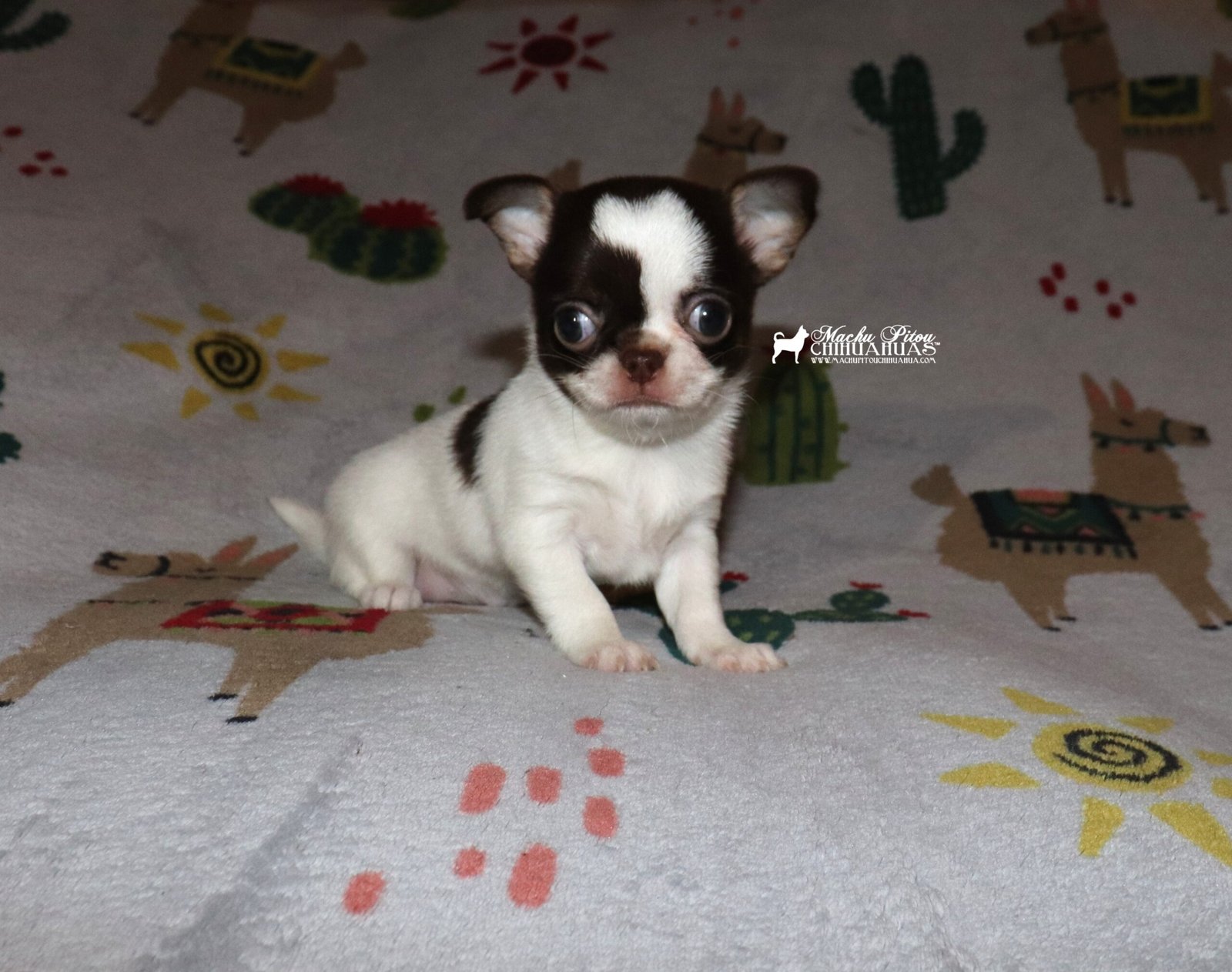 Chihuahua