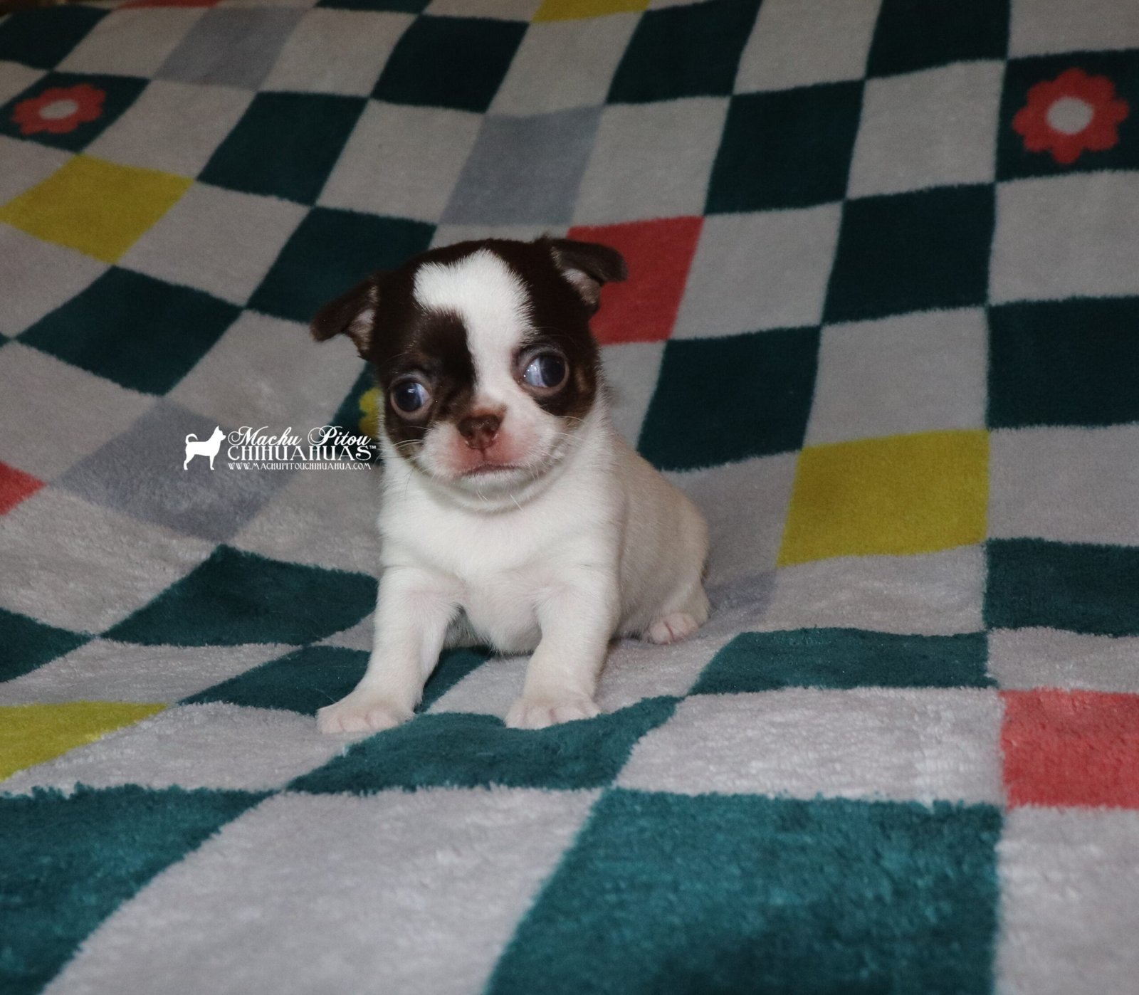 chihuahua