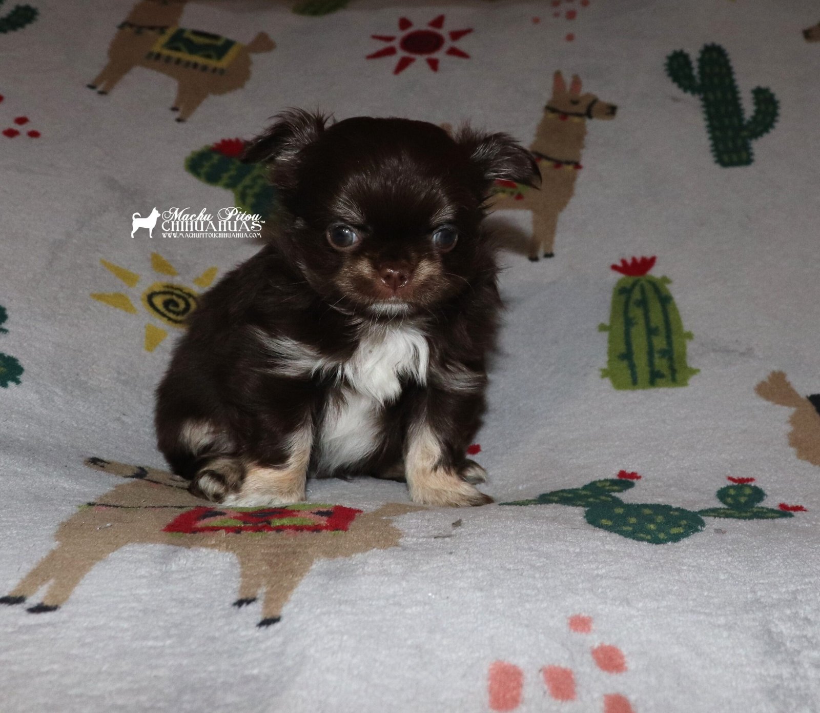 Chihuahua