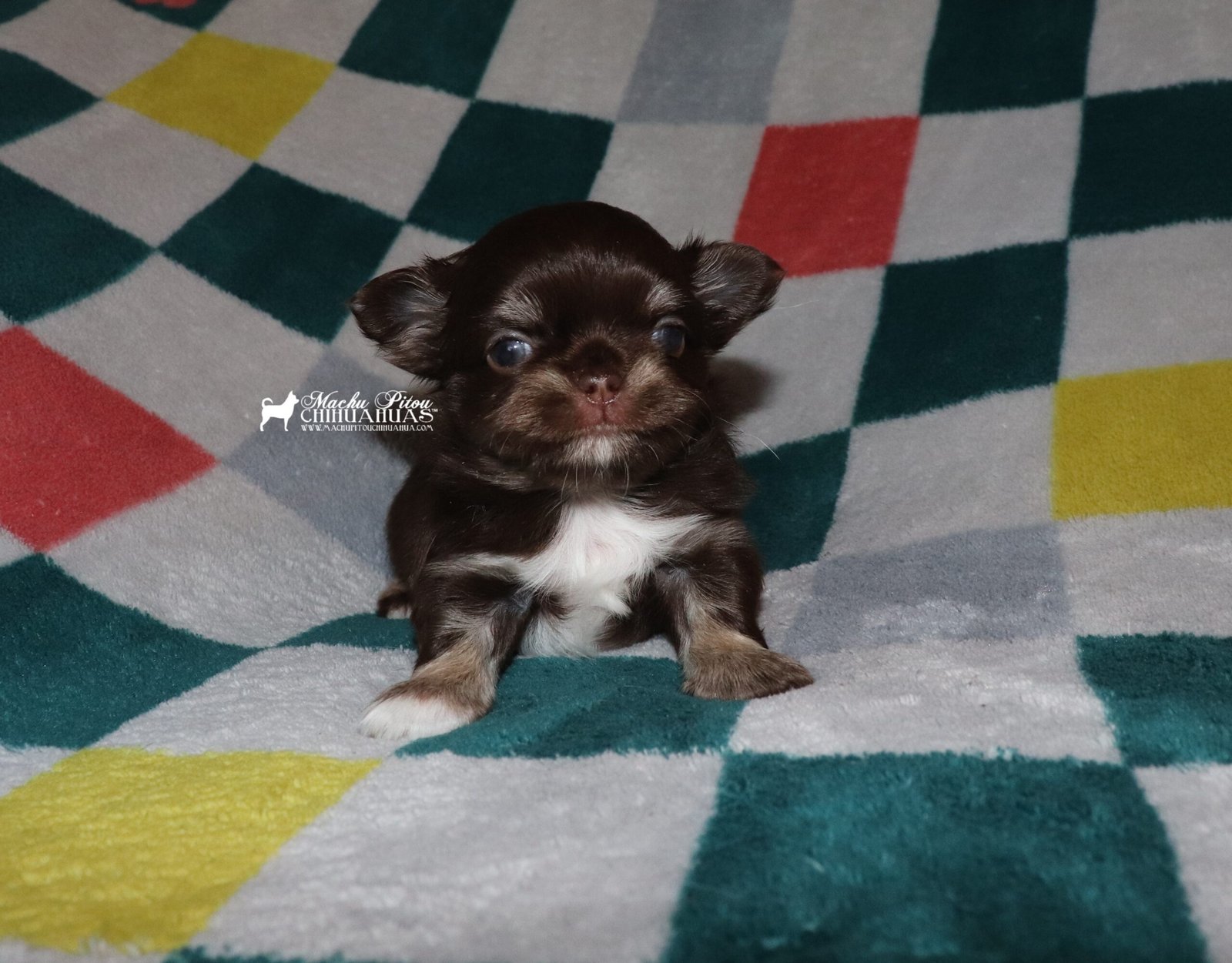 chihuahua