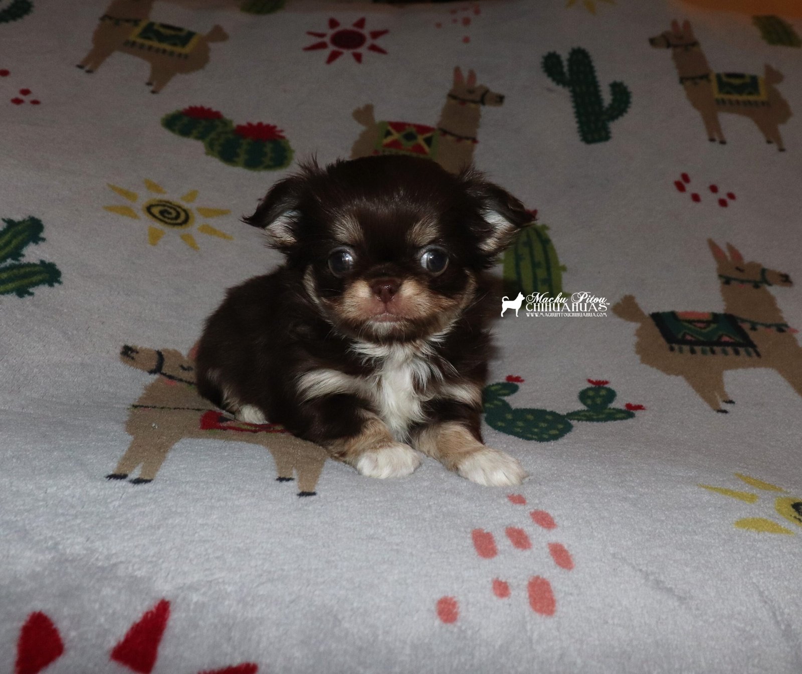 Chihuahua