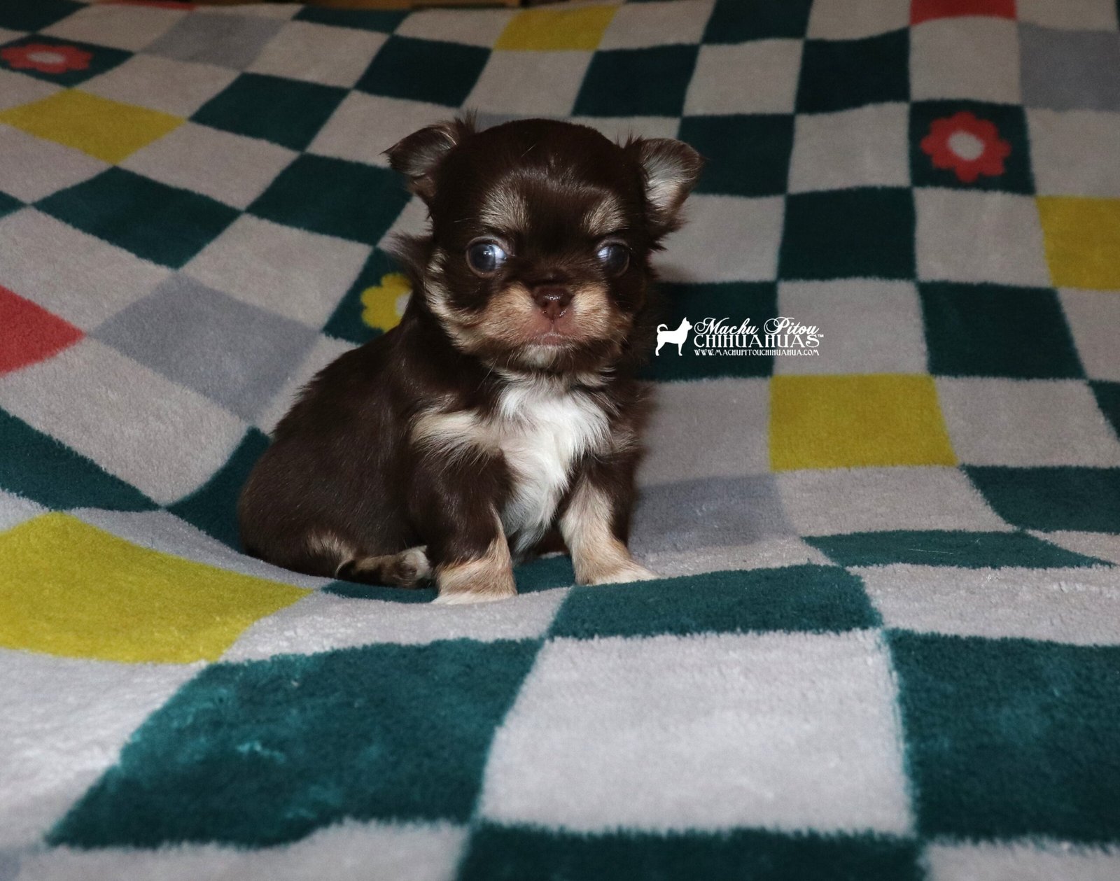 chihuahua