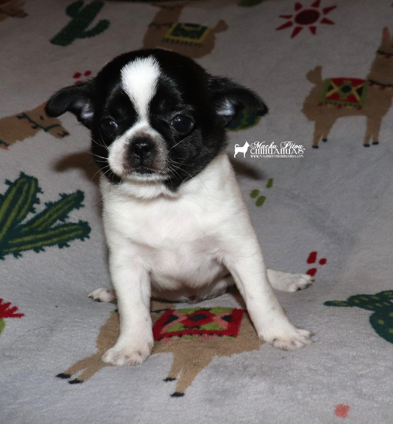 Chihuahua