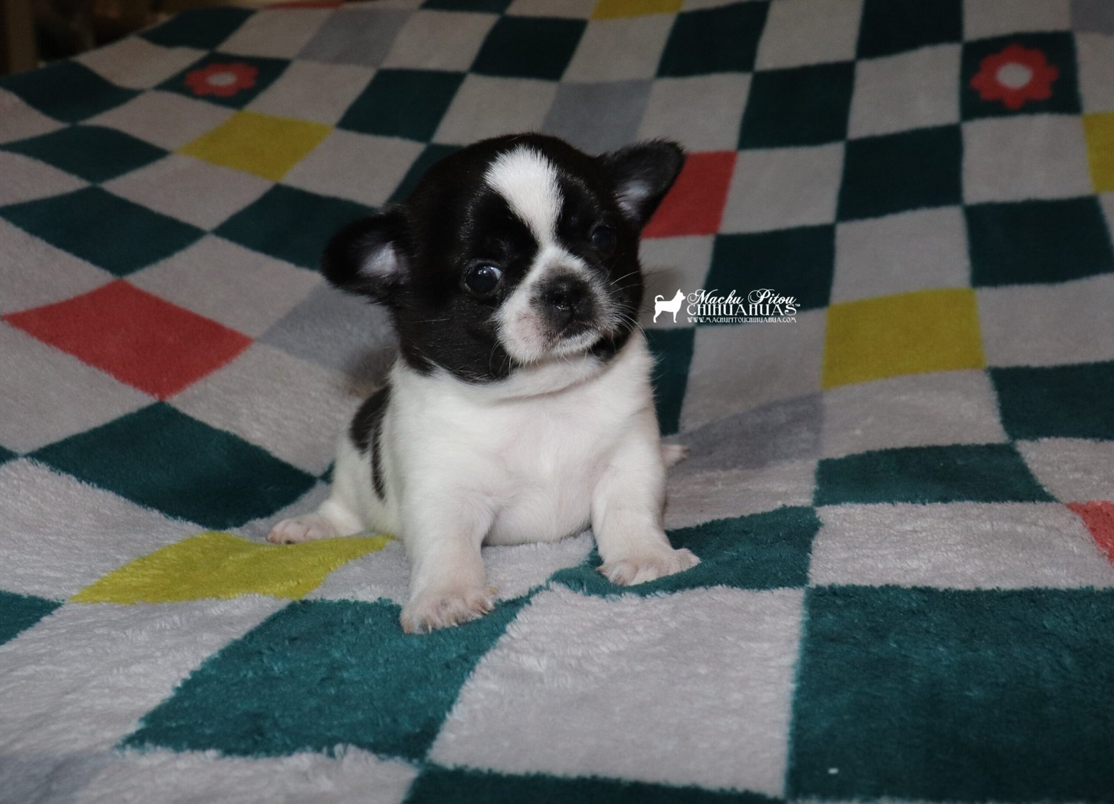 chihuahua