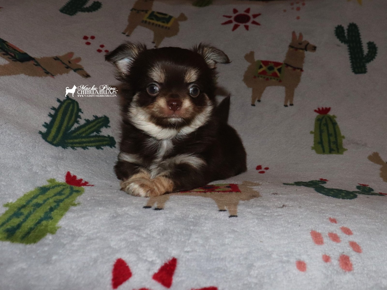 Chihuahua
