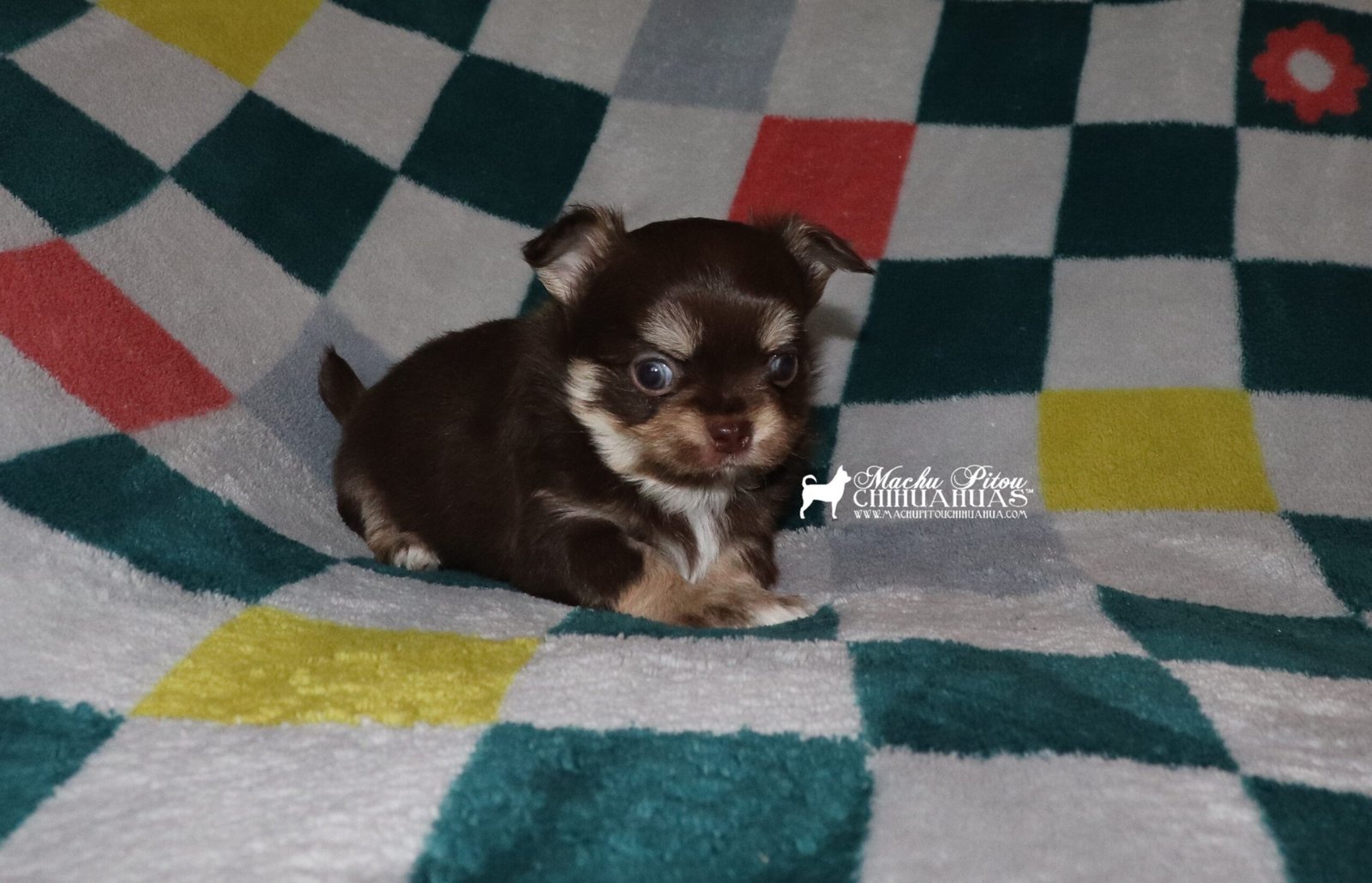 chihuahua