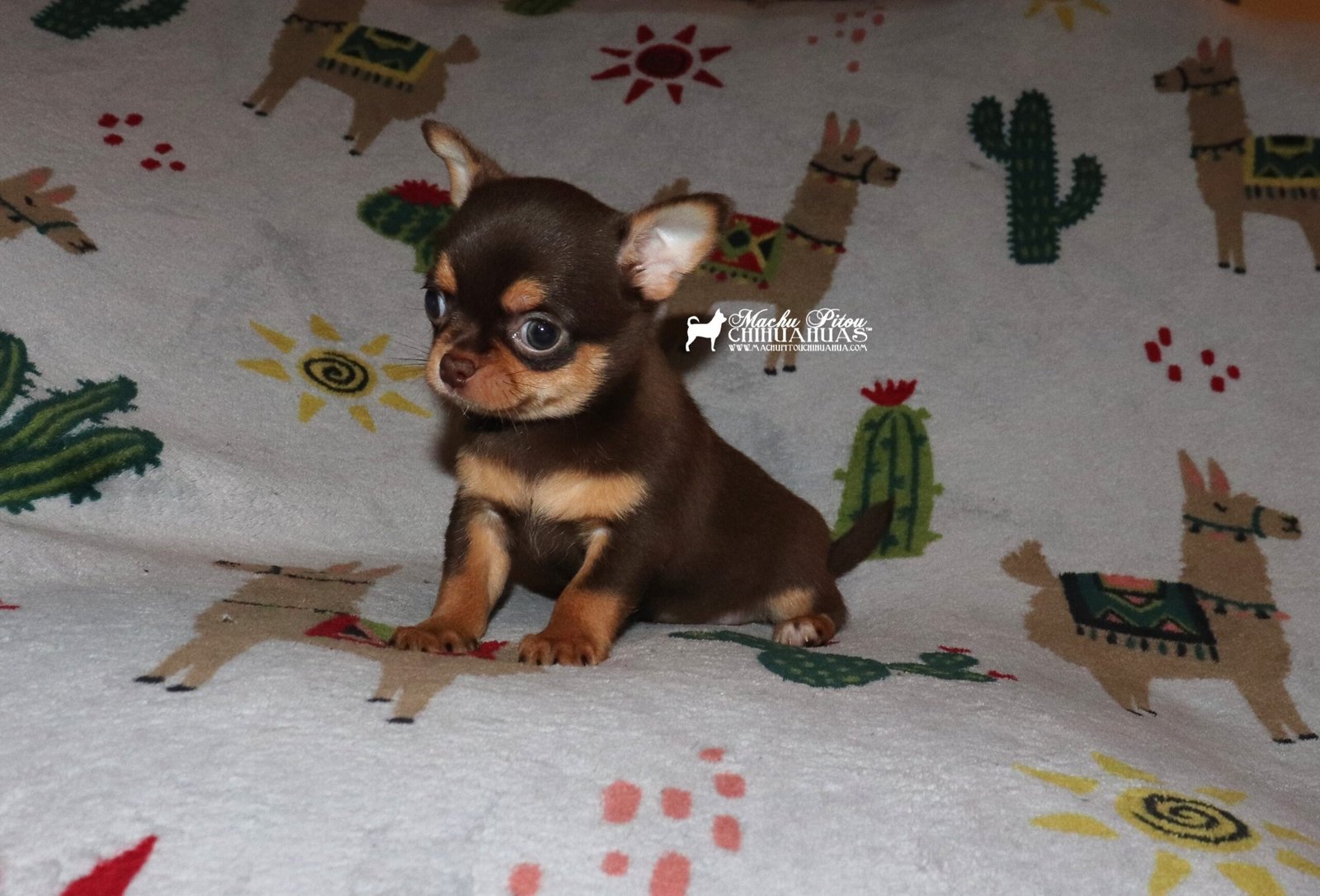 Chihuahua