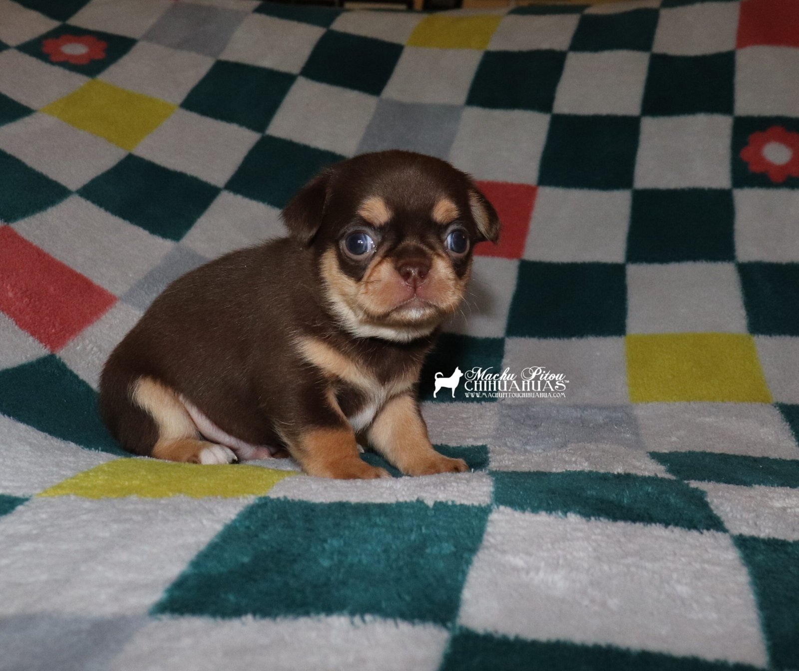 chihuahua