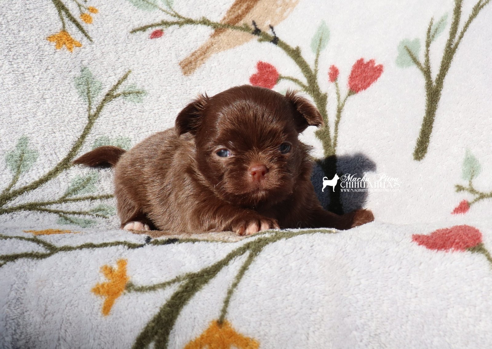 Chihuahua