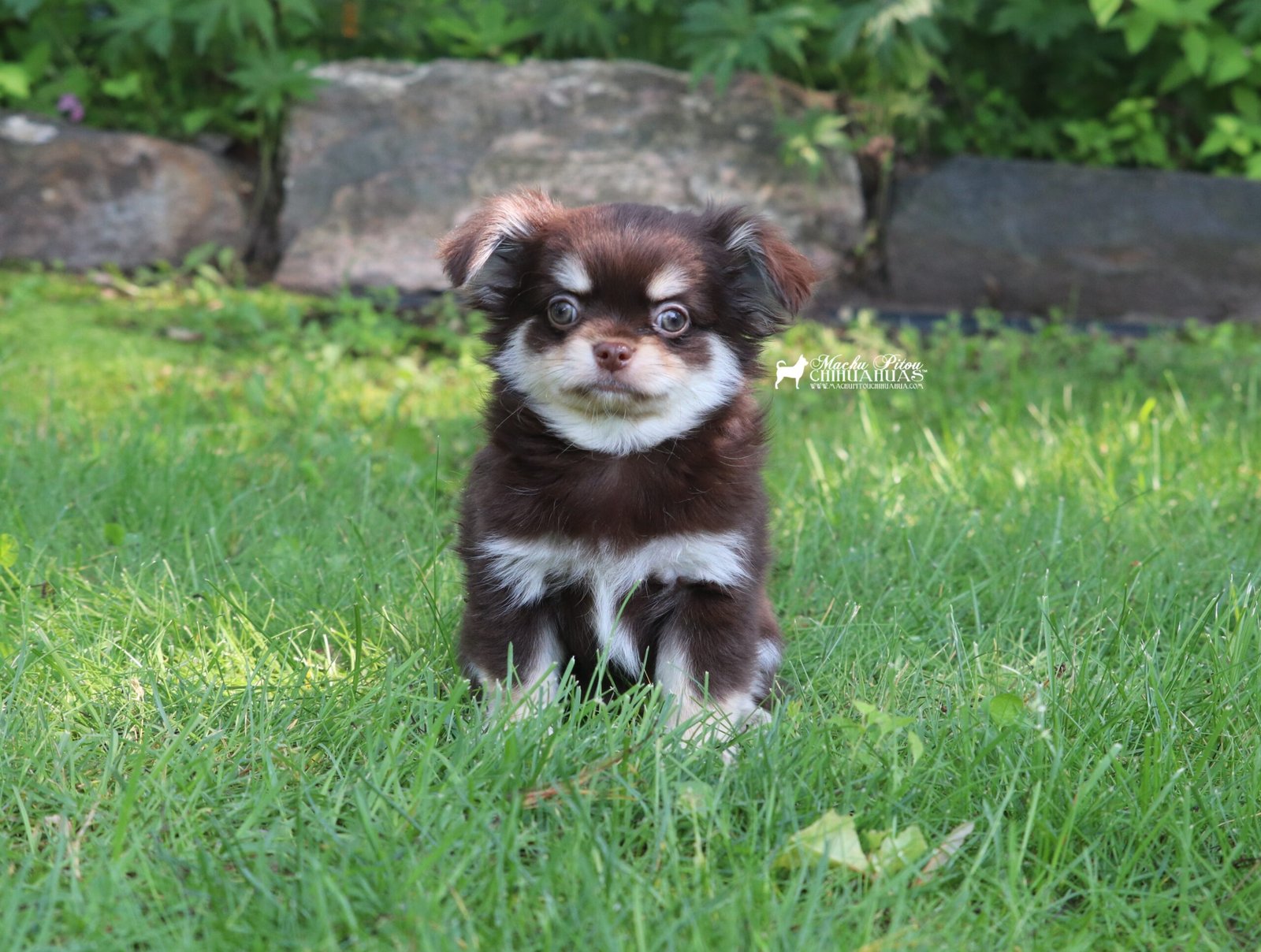 Chihuahua